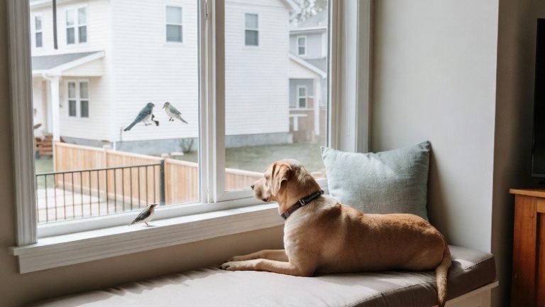 Paws and Relax: 17 Heart-Warming Dog Nooks That Blend Perfectly with Your Decor