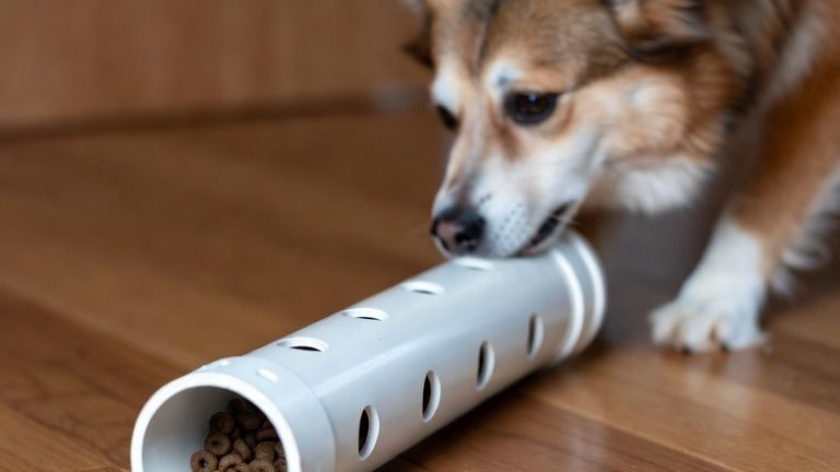 15 Genius DIY Dog Enrichment Crafts to Keep Your Pup Busy for Hours
