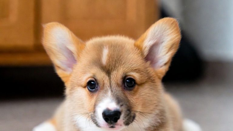 15 Irresistibly Adorable Puppy Pics That Will Melt Your Heart Instantly