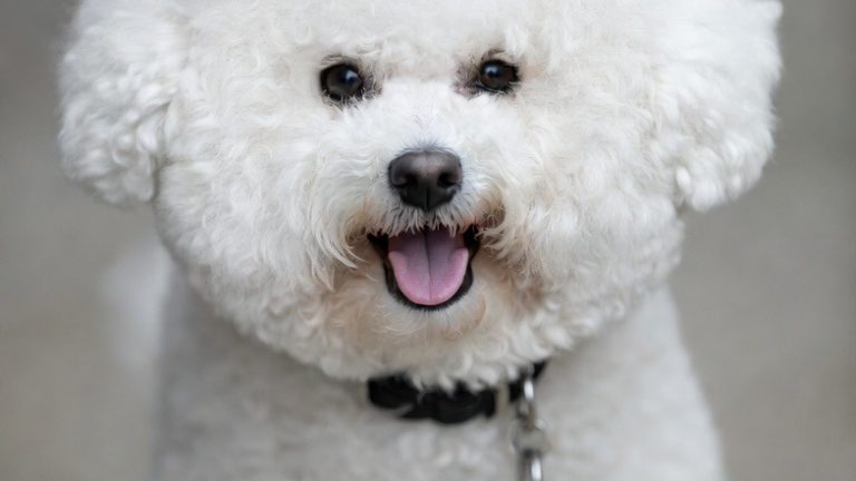 The Barkery of Cute: 15 Dogs That Will Make You Go Aww Instantly