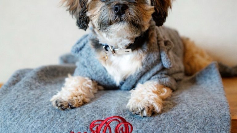 15 Most Stylish Preppy Dogs to Inspire Your Next Pet Photoshoot