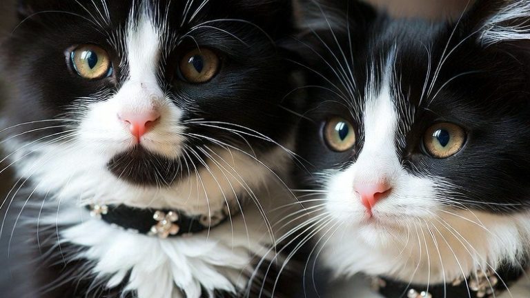 10 Elegant Tuxedo Cats That Prove They’re the Best Dressed Breed