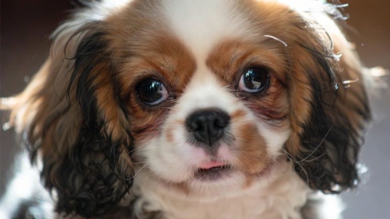 Pint-Sized Protagonists: 15 Small Dog Breeds with Unforgettable Charisma