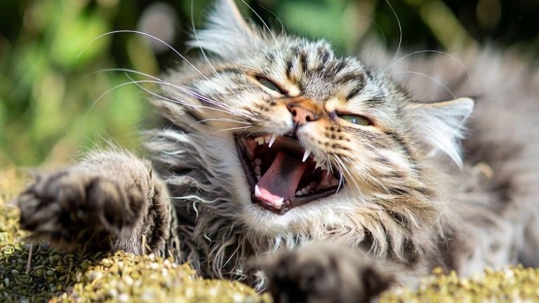 Caught in the Act: 15 Hilarious Cat Expressions You Simply Have to See