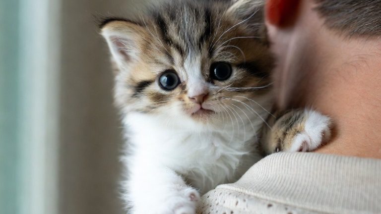 The Kitten Chronicles: 12 Sweet Baby Cats That Will Move Right Into Your Heart