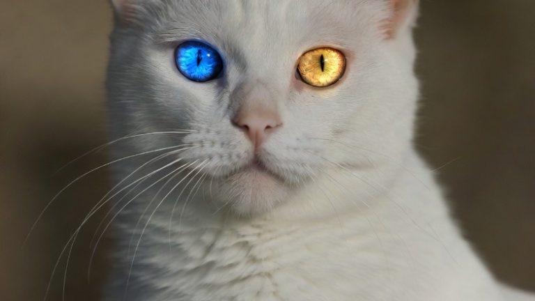 Rare Wonders: 12 Exceptional Cat Breeds from Around the Globe