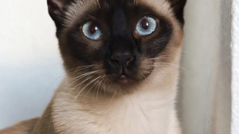 Sleek, Soft, and Stunning: 10 Gorgeous Cats That Are Pure Eye Candy