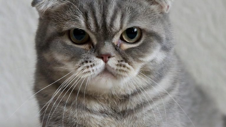 America’s Favorite Fluff: 10 Most Beloved Cat Breeds Across the States