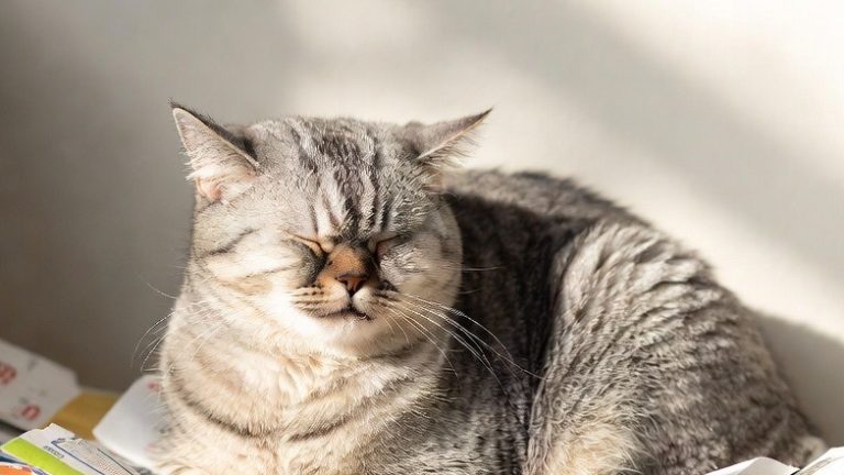 The Comedy Club: 10 Hilarious Cat Moments Guaranteed to Make You Smile