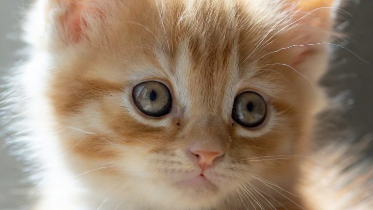 Golden Glow: 10 Breathtaking Portraits of Ginger Cats