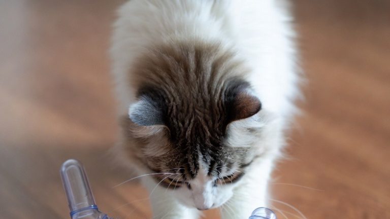 The Boredom Busters: 15 Innovative Toys Your Cat Will Actually Love