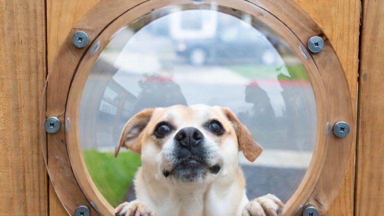 Safe Haven: 10 Innovative Fencing Ideas for Adventurous Dogs