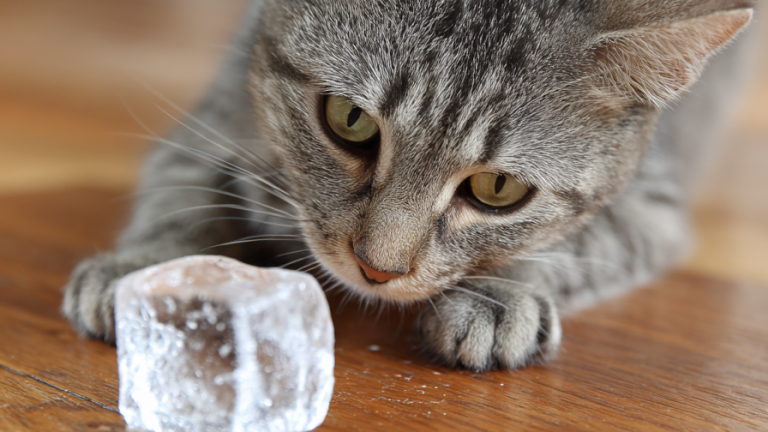 Feline Frenzy: 10 Silly Strategies to Keep Your Cat Entertained