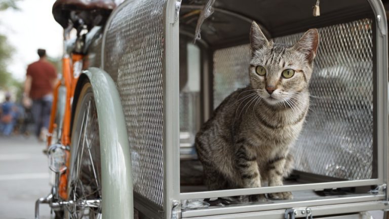 The Safe Explorer: 10 Modern Outdoor Enclosures for Happy Cats