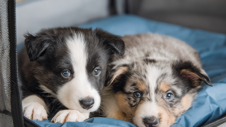 The Birthing Suite: 10 DIY Whelping Box Concepts for New Litters