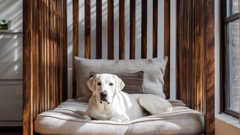 10 Stylish Under-Bed Dog Nooks for Harmonious CoLiving