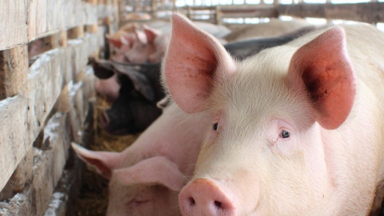 10 Clever Pig Pen Designs to Enhance Your Swine’s Well-Being