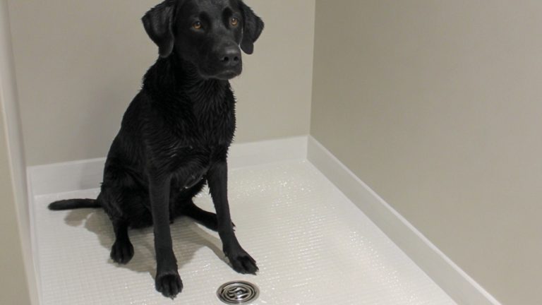 10 Creative Home Dog Wash Designs for a Cleaner Living Space