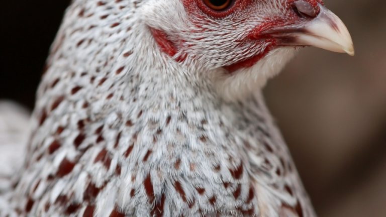 10 Versatile Chicken Breeds for Every Climate and Every Homesteader