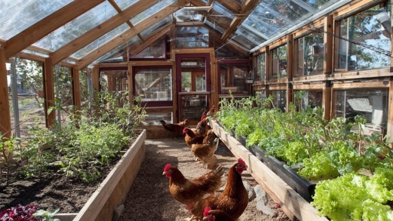 10 Stylish Chicken Coop Upgrades That Blend Form and Function
