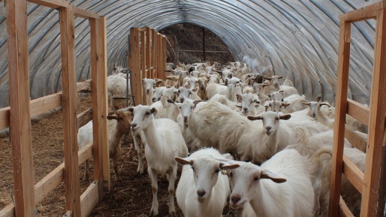10 Innovative Goat Barn Designs for the Modern Farm