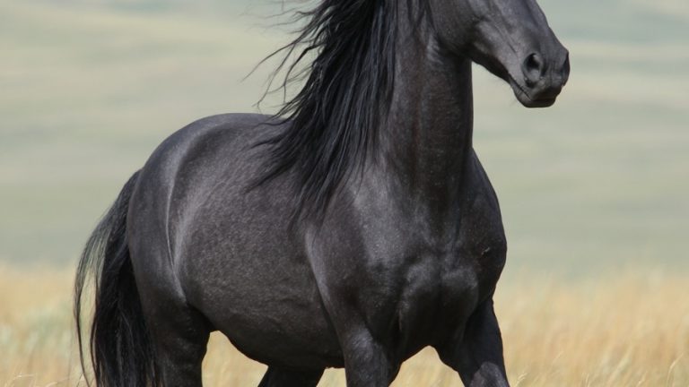 10 of the World’s Rarest Horse Breeds