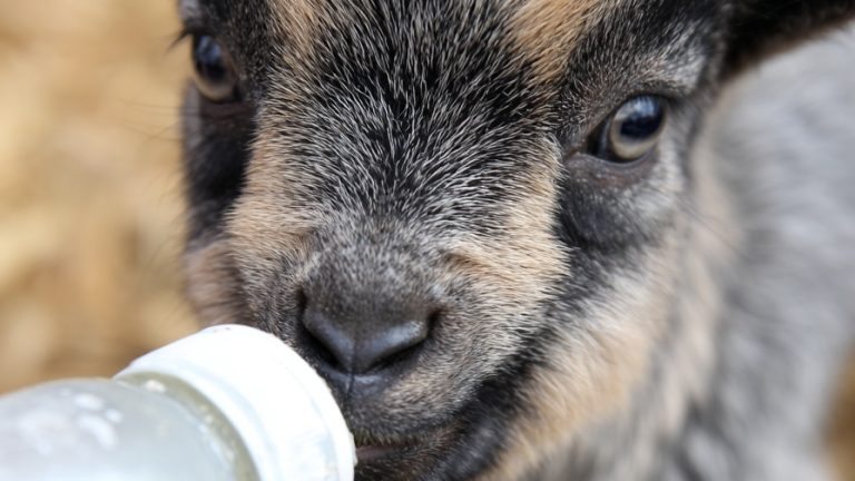 10 Charming Photos of Baby Goats to Brighten Your Day