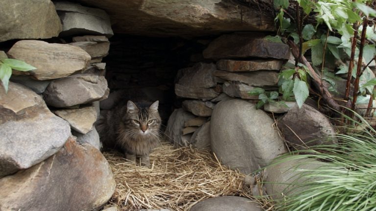 10 Snug Outdoor Cat House Designs for Your Pet
