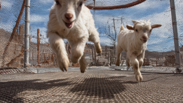 The Ultimate Goat Retreat: 10 Fun and Functional Playground Concepts