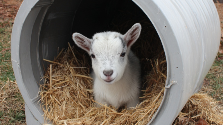 From Scrap to Shelter: 10 Unique Housing Solutions for Your Goats