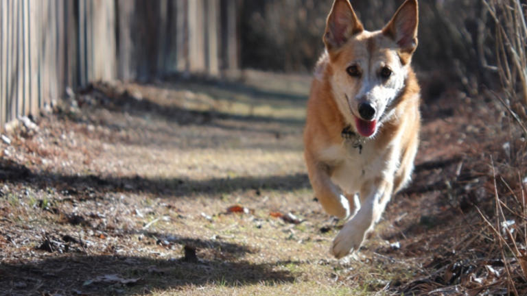 Tail-Wagging Territory: 10 Ways to Design the Ultimate Dog-Friendly Yard
