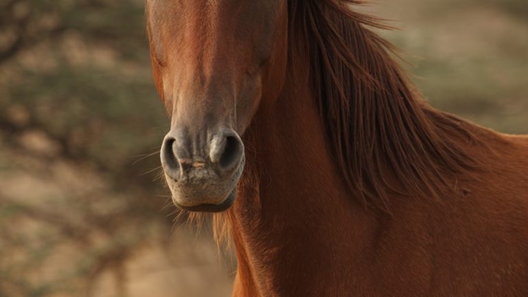 10 Breathtaking Horse Breeds That Define Natural Beauty