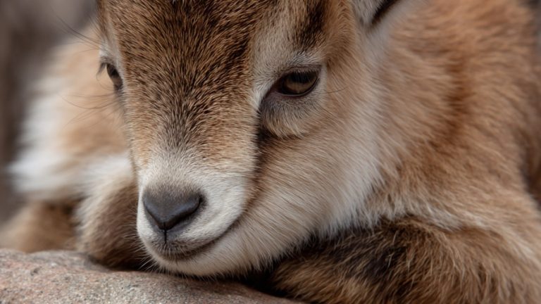 10 Adorable Photos of Baby Goats for Animal Enthusiasts