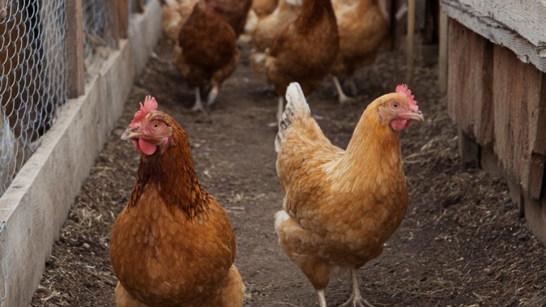 Starting Your Flocking Journey: 10 Practical Tips for Raising Backyard Chickens