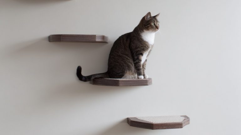 10 Ingenious Cat Wall Shelves for Modern Homes