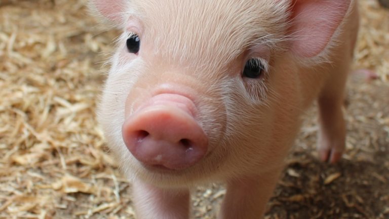 10 Adorable Baby Pigs to Brighten Your Day