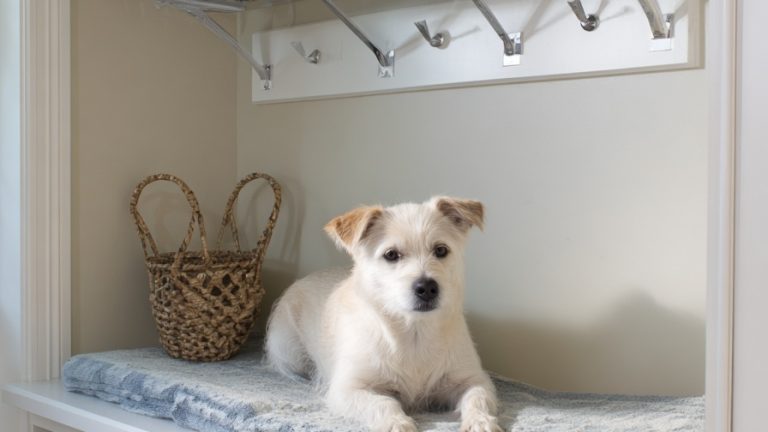 10 Essential Mud Room Upgrades for Dog Owners