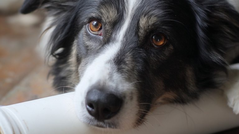 10 Beginner-Friendly DIY Accessories for Your Pet