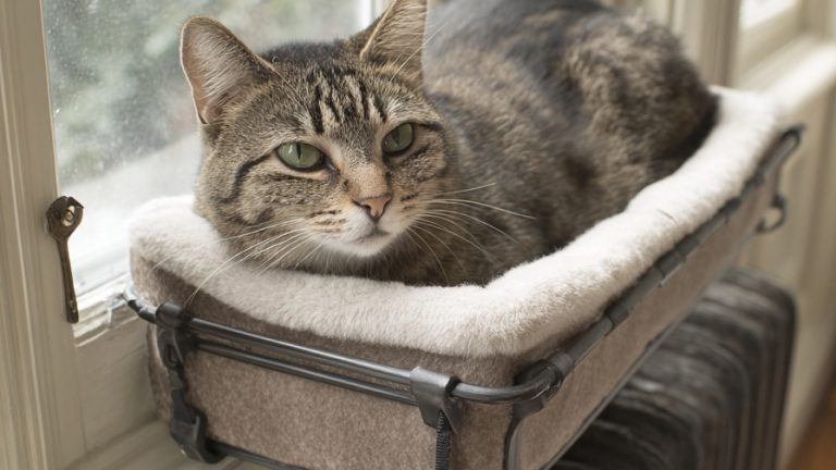 10 Elegant Cat Perch Designs for Daily Daydreaming