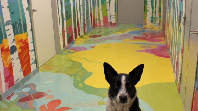 10 Inspired Designs for High-End Dog Boarding