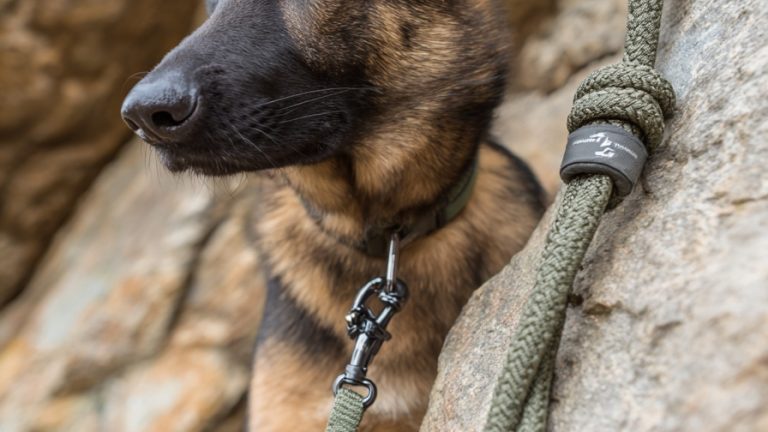 15 Items Every Dog Owner Needs
