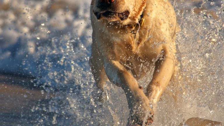 10 Dogs Enjoying Their Best Beach Days
