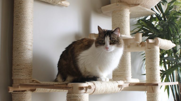 10 Unique DIY Cat Tree Ideas for Feline Enrichment