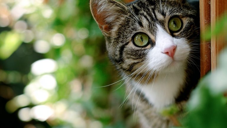 10 Creative Cat-Friendly Garden Concepts