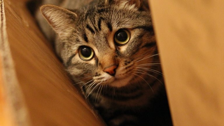 10 Cats in Boxes That Will Melt Your Heart