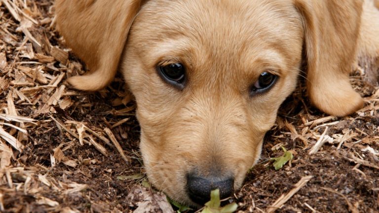 10 Backyard Digging Spots for Your Dog