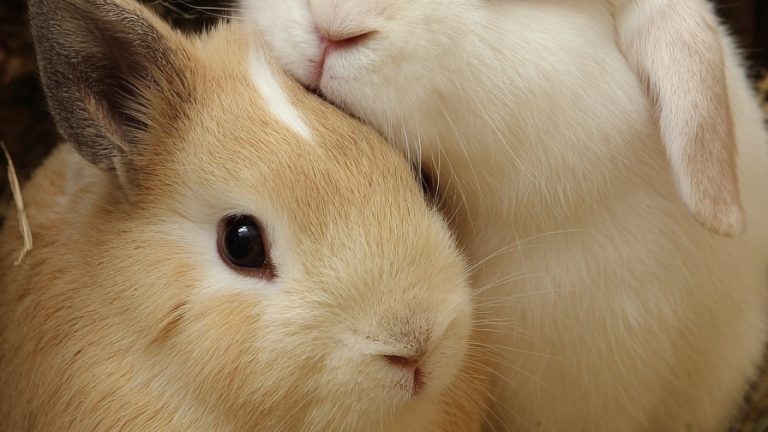 10 Adorable Animal Friendships to Warm Your Soul