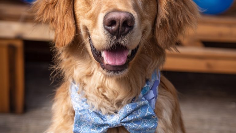 10 Dog Birthday Party Ideas for Your Canine Companion