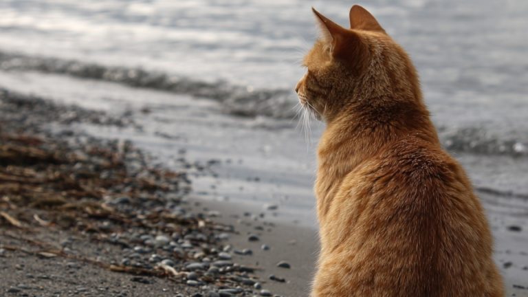 10 Adorable Cats Enjoying a Beach Day